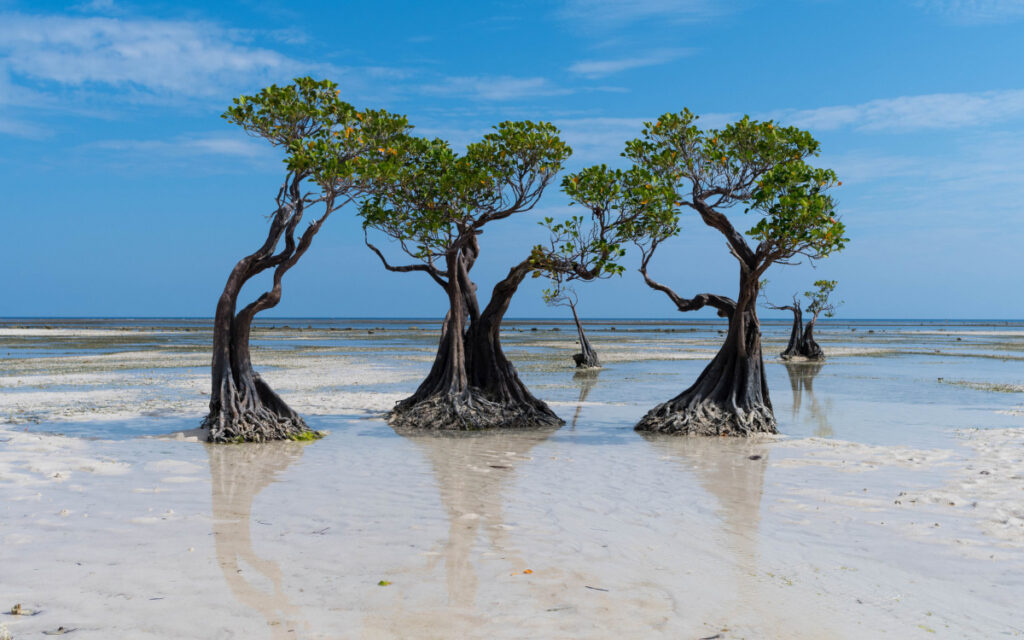 geworteld leven bomen mangrove a rocha